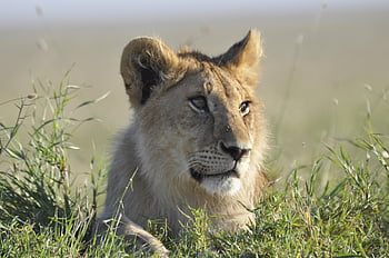 løve, tanzania, safari, kæledyr, Afrika, dyr, vild, pattedyr, pels, feline, løver