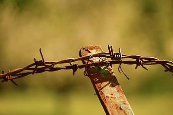 barbed Wire, fencing, wire, metal, fence, delimitation, barbed Wire Fence, locked, security, barrier, obstacle