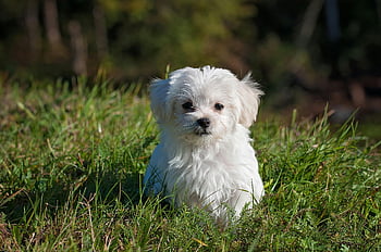 white long coated dog, grassland, outdoor, fluffy dog, cute puppy, white puppy, green grass, pet photography, small dog, nature, sunlight