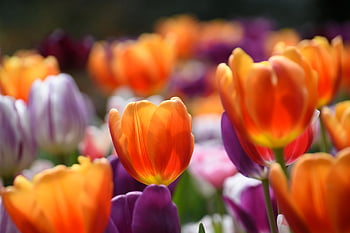 tulips, flowers, blessing, colorful, beautiful Flowers, elegant, flower Background, nature, beautiful, flower Wallpaper, park