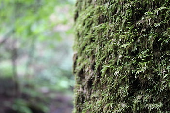 tree moss forest, bark, close-up, environment, green, mossy, natural, old, outdoors, plants, texture