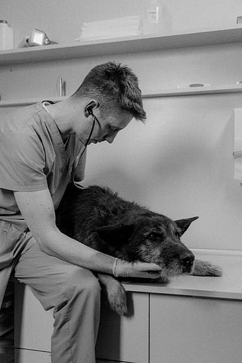 veterinář, drsné kolie, nemocný pes, stetoskop, klinické nastavení, péče o zdraví domácích mazlíčků, veterinární prohlídka, péče o zvířata, lékařské vyšetření, zdraví psa, veterinární klinika