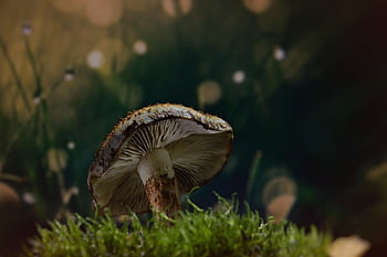 houba, houby, armillaria mellea, Medová houba, Příroda