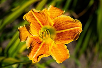 fleur, lis, fond de fleur, Floraison, pétales, fermer, détails, pollen d'abeille, plante, belles fleurs, flore