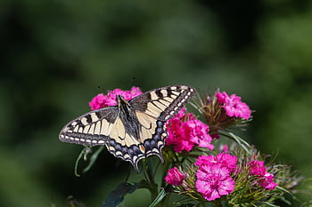 insect, butterfly, entomology, wings, pollination, papilio Machaon, dovetail, rare Swallowtail, caryophyllaceae, carnation Flower, animal Photography