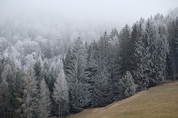 les, stromy, jehličnany, kopců, jehličnatý, jehličnatého lesa, evergreen, borovice, lesy, zimní, Studený