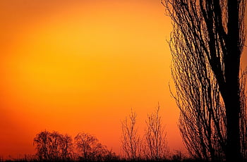 trees, sunset, forest, nature, landscape, dusk, twilight