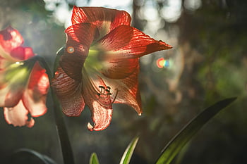 close-up foto, bloem, levendige zonovergoten Amaryllis, Artistic Bokeh -achtergrond, natuurfotografie, bloemenbeeld, tuin bloem, buitenfotografie, natuurlijke schoonheid, plant fotografie, zonlichteffect