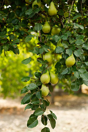 pears, tree, garden, ripe pears, tree branch, summer orchard, cluster, lush, green pears, fruit, leaves