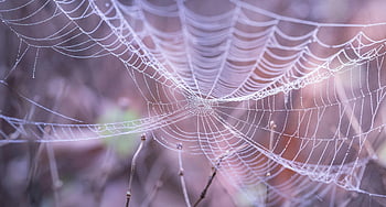 white spider web, forest, dewdrops, natural pattern, delicate web, morning light, nature photography, spider web details, forest scene, web with dew, natural beauty