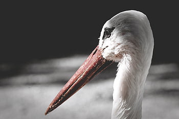 こうのとり、 鳥、 羽毛、 自然、 動物たち、 ガラガラコウノトリ、 エレガント、 野生動物、 コウノトリ、 モンキーマウンテンセーラム