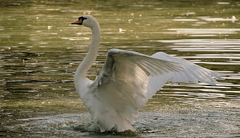 bílá labuť, rybník, jezero, vodní ptáci, labuť, pták, živočišného světa, volně žijících živočichů, vodní pták, mávání, splash