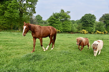 horse, nature, young Horse, shetland Ponies, mini Horse, small Horses, horse Kid, gelding, horse Walker French, herbivorous, equine