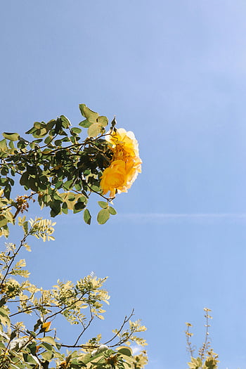 fiore giallo, albero verde, rosa gialla vibrante, chiaro cielo blu, Summer Paris, amanti della natura, fotografia all'aperto, bellezza floreale, scenario naturale, fiore che sboccia, paesaggio estivo