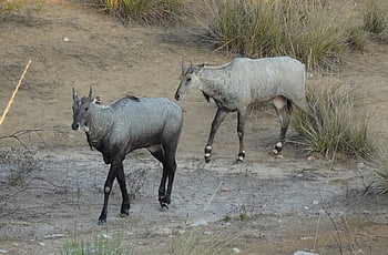 nilgai, antilopa, boselaphus tragocamelus, nilgau, modrý býk, zvíře, Příroda, mužský, býložravec, divoký, rajasthan