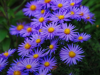 fiori, herbstastern, aster, viola, piante, giardino, autunno, natura