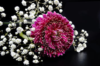 chrysanthemum, flower Background, baby's Breath, flowers, red Chrysanthemum, gypsophila, small Flowers, petals, happy Mothers Day, plant, flower Wallpaper