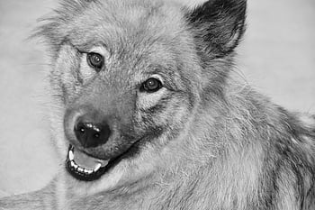 dog, dog Eurasier, portrait Dog Black And White, portrait Dog Eurasier, pet, animal, female, bitch Orlaya, eurasier Pure Breed, doggie, adorable