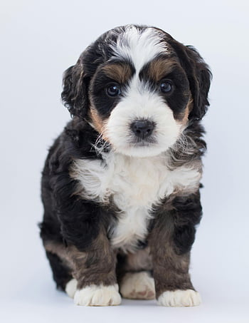Bernedoodle puppy, cute puppy, white background, studio setting, tricolor puppy, adorable puppy, fluffy puppy, puppy photography, puppy portrait, puppy pictures, puppy images