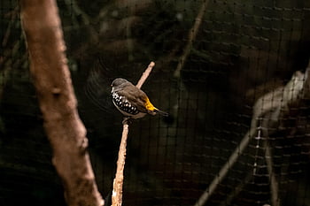 ala, albero, nido, uccello, foresta, avvicinamento, natura, piuma, notte, zoo, piccolo uccello