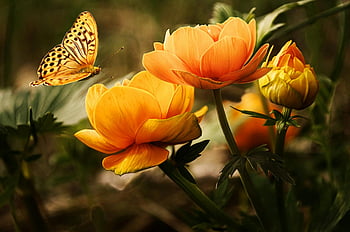 orange flower, butterfly, nature, garden, spring, floral, insect, outdoors, yellow flower, wildlife, beauty