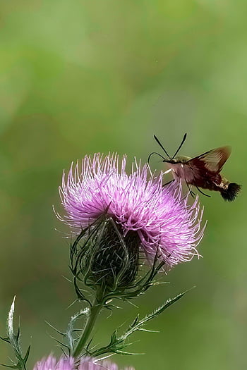 hummingbird Hawk Moth, insect, thistle, beautiful Flowers, hawk Moth, flower, plant, flower Wallpaper, garden, flower Background, nature