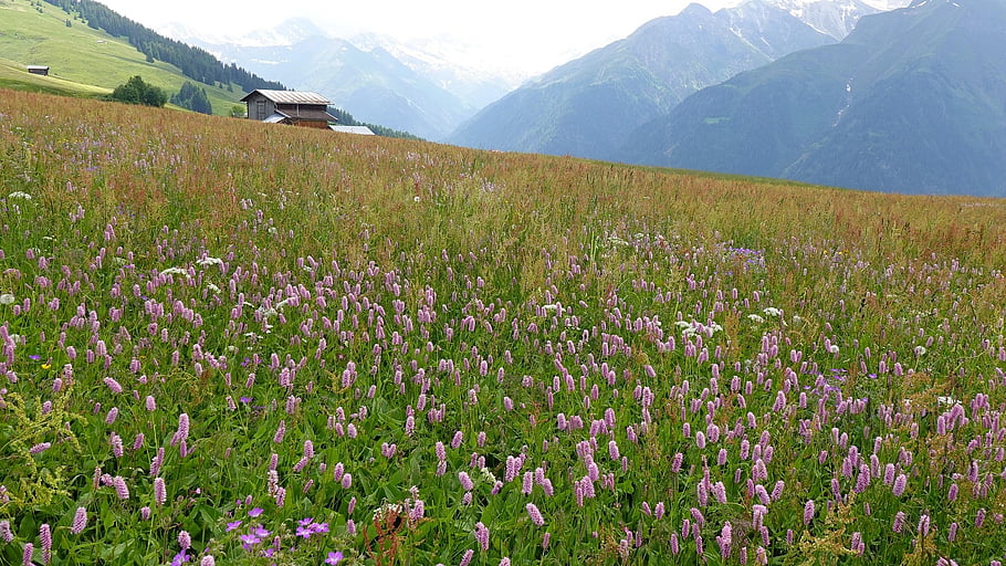 mountain, flower Meadow, field, flowers, flora, botany, landscape