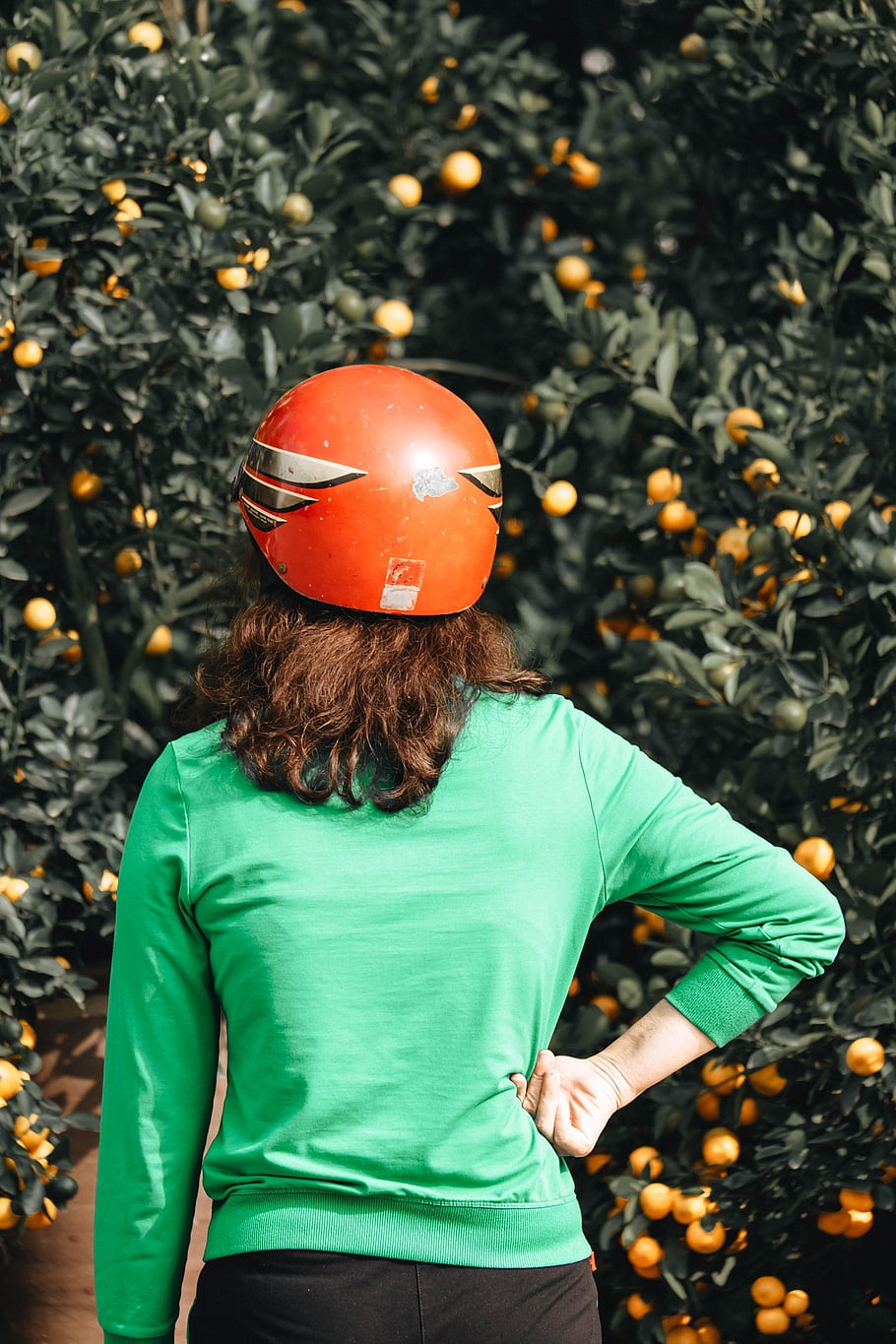 woman, backside, mandarin Orange, stall, plants, street, fruits, shrub, leaves