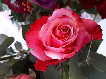 red rose, full bloom, vivid petals, delicate botanicals, stunning flower, floral beauty, nature photography, garden flora, rose bouquet, botanical garden, floral arrangement