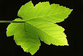 leaf, tree, forest, nature, environment, spring, green, template, plant, branch, bird