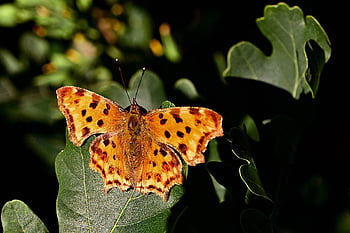 butterfly, c Butterfly, insect, wing, antennas, edelfalter, flying Insect, leaves, nature, animal, wildlife