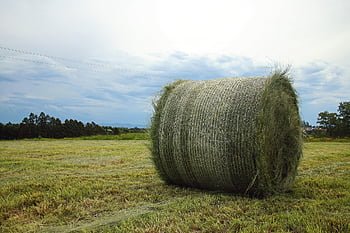 bale af hø, hø, friskskåret, rullet, balle, pæn, Mark, gård, grøn, Sydafrika
