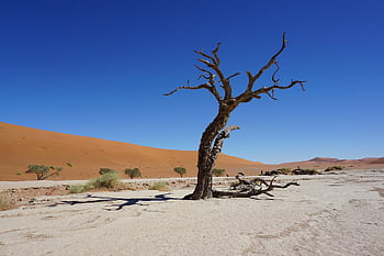tree, desert, namibia, sand, nature, dunes, sossusvlei, drought, sea, karg, africa