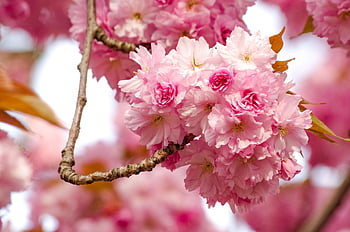 kirsebærblomst, vår, rosa, kirsebær grenen, kirsebærtre, blomstre, blomst, natur, knopp