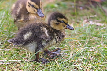 ducks, ducklings, birds, mallard, chicks, meadow, young Birds, fluff, waterfowl, animals, feather