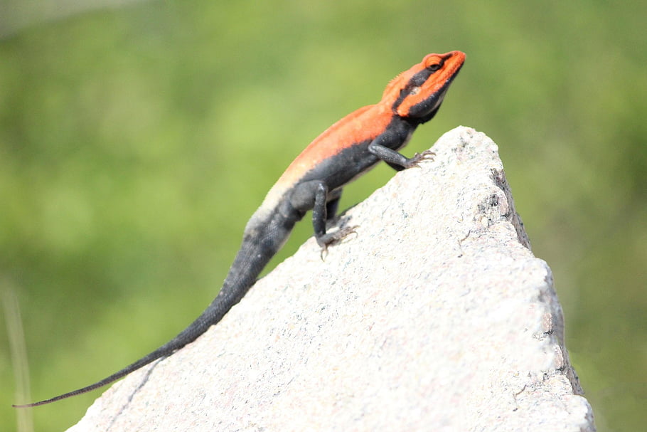 chameleón, plaz, ještěrka, Příroda, barvitý, oko, hlava, barva, volně žijících živočichů, terárium, maskovat