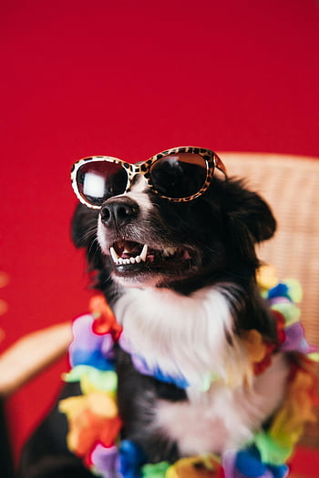 border Collie, solbriller, Levende krans, rød baggrund, chic hund, nærbillede foto, kæledyr mode, dyr stil, Farverigt tilbehør, Dogtilbehør, pet fotografering