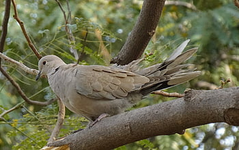 Vogel, Taube, Eurasische Türkentaube, Natur, Streptopelia decaocto, Kragentaube, Ring Taube, Fauna, Tierwelt, Jaipur, Indien