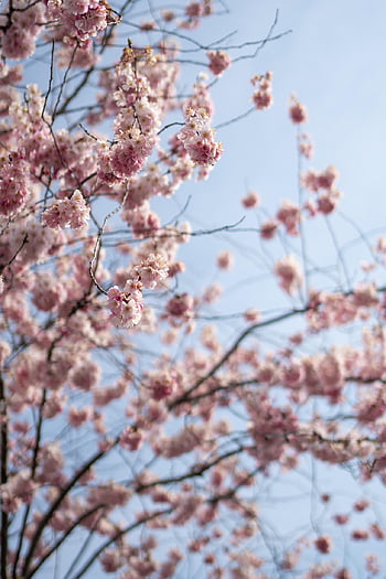 nature, tree, landscape, wood, heaven, light, spring, cherry Tree