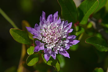 flower, petals, blossom, spring, to Flourish, nature