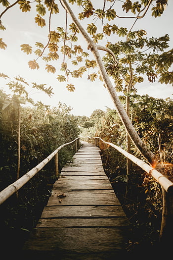 สะพานไม้, ป่าไม้เขียวขจี, ทางเดินอันเงียบสงบ, เขียวขจี, วันที่แดดจ้า, หลบหนีอย่างสงบสุข, เส้นทางศึกษาธรรมชาติ, ทางเดินกลางแจ้ง, ราวบันไดไม้ไผ่, ทิวทัศน์ธรรมชาติ, สถานที่เงียบสงบ