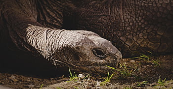 obří želva, Wolf Down, zvíře, nádrž, zoo, želva, plaz, Příroda, hlava, zpomalit, stvoření