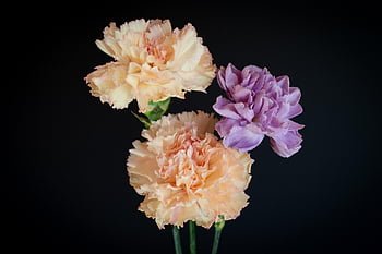garofano, mazzo, rene, fiori, dolce, 3 chiodi di garofano, sfondo nero, Carnazioni beige, garofano viola, avvicinamento, delicatamente
