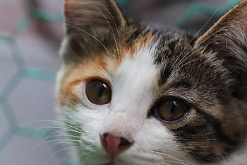 cat, stray Cat, gilnyangyi, nature, animal, pet, kitten, cute, baby Cats, pets, meow