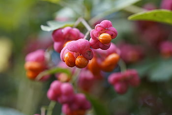 euonymus europaeus, euonymus, vřeteno, keř, ovoce