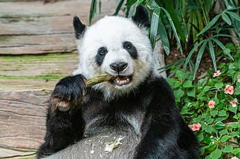 Panda gigant, Mâncând bambus, Verderie luxuriantă, a închide, urs panda, bambus, plante verzi, animale sălbatice, natură, animale drăguțe, Față panda