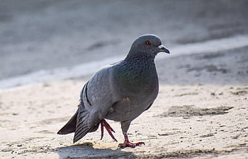 holub, pták, zraněný, holubice, zvíře, zraněný pták, zranit, zobák, Pírko, peří, fauna