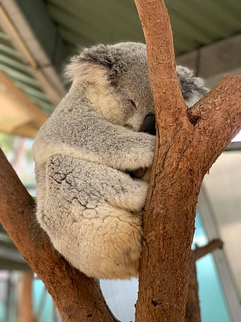 sleeping koala bear, close-up photo, cute koala, peacefully sleeping, tree branch, indoors, koala, wildlife, animal, nature, cuddly