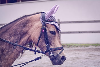 cavallo, pony, testa di cavallo, scuola di equitazione, giro, lezioni di equitazione, equino, cappello, briglia, paddock, ranch