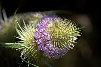 dipsacus, teasel, vegetable, wild Plant, thistle, nature, flora, spiny Plant, floral Background, spent Bloom, close-up Dipsacus